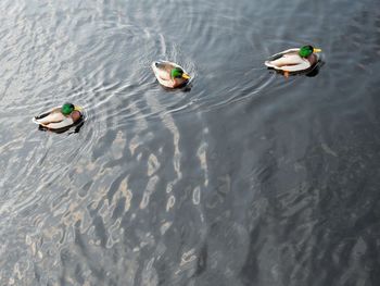 High angle view of mallard ducks swimming on lake