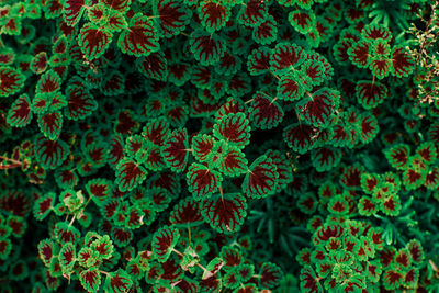 Full frame shot of plants