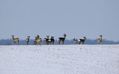 Flock of birds on snow against clear sky