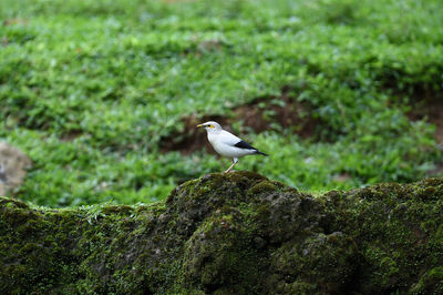 Bird perching on rock