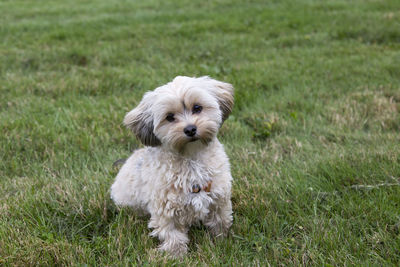 Adorable female cream and brown morkie sitting in lawn with head cocked 