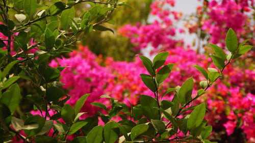 Close-up of pink flowers