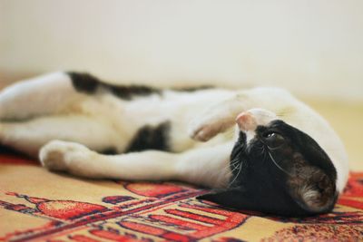 Cat lying on bed at home