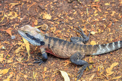 High angle view of lizard on field