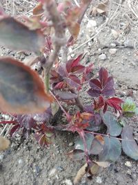 High angle view of flowering plant during autumn