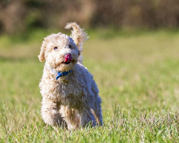 Dog running on grass