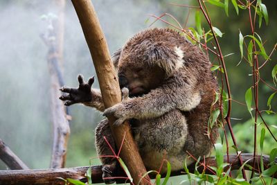 View of sheep on tree