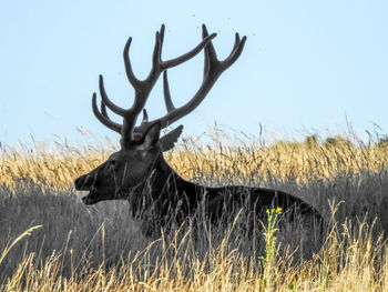 View of deer on field against sky