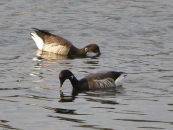 Ducks swimming in lake