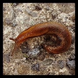 Close-up of snail