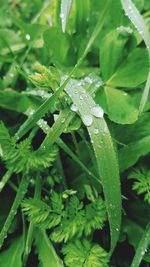 High angle view of wet plants