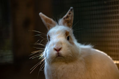 Close-up of a rabbit