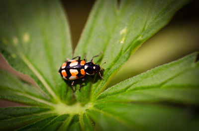 Close-up of insect on plant