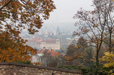 Trees in a city