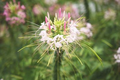 Close-up of pink flowers