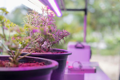 Close-up of potted plant on table