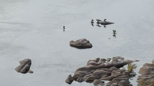 High angle view of birds on sea shore