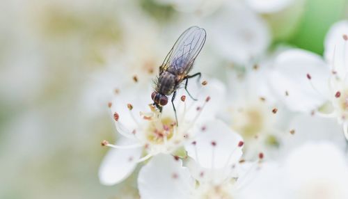 Close-up of insect on white flowers