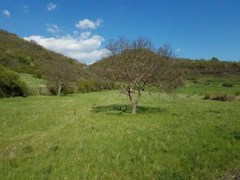 Trees on field against sky