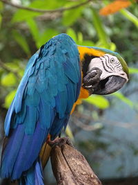 Close-up of parrot perching on branch