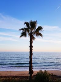 Scenic view of palm tree by sea against sky