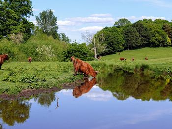 Highland cow in a field drinking water