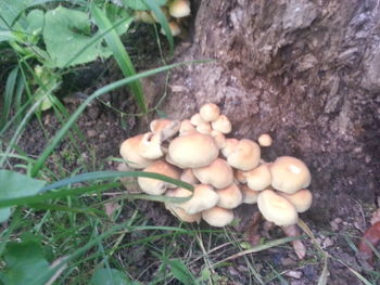 High angle view of eggs on field