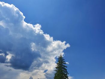 Low angle view of tree against sky