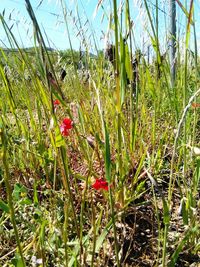 Close-up of poppy flowers growing in field
