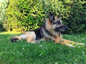 Dog resting on grassy field