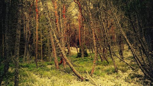 Trees in forest