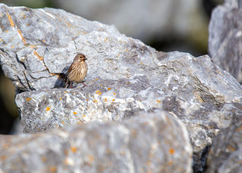 Close-up of bird perching on rock