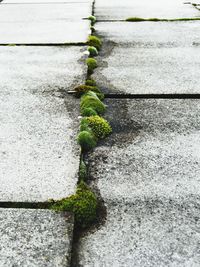 Close-up of moss growing on grass