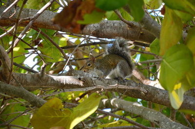 Low angle view of squirrel on tree