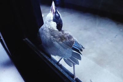 High angle view of pigeon perching
