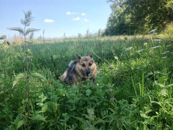 Dog standing on grassy field