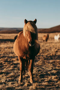Horse standing on field
