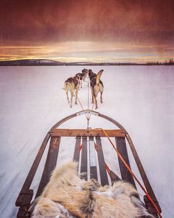 Dogs pulling sledge