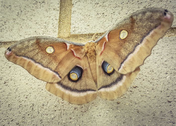 High angle view of cat outdoors