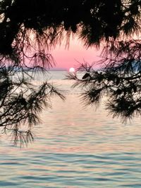 Close-up of tree by sea against sky