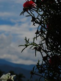 Close-up of red flowering plant against sky