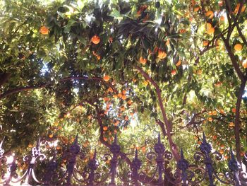 Low angle view of trees