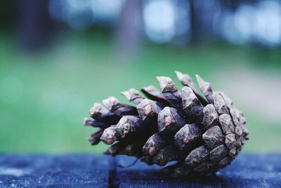 Close-up of pine cone