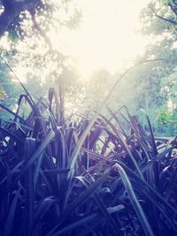 Close-up of fresh plants against sky