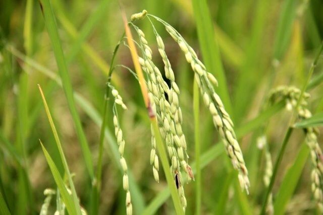 growth, green color, plant, close-up, focus on foreground, nature, selective focus, grass, leaf, stem, field, growing, beauty in nature, freshness, green, blade of grass, day, tranquility, crop, outdoors