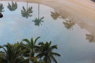 High angle view of palm trees by swimming pool