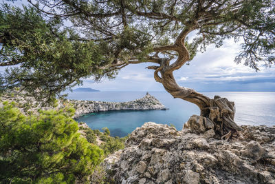 Pine tree and cape kapchik in background. beautiful black sea. novyi svit, crimea, sudak