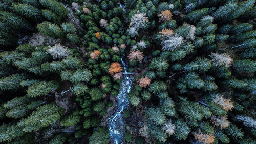 High angle view of tree in forest