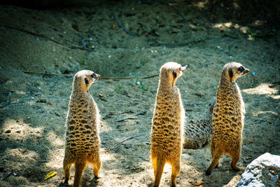 Close-up of meerkat