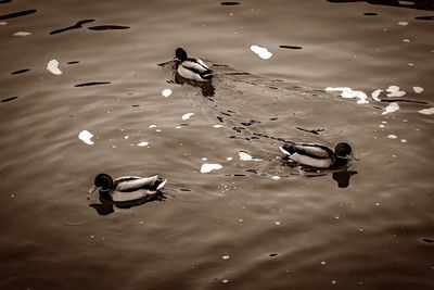 Birds swimming in lake